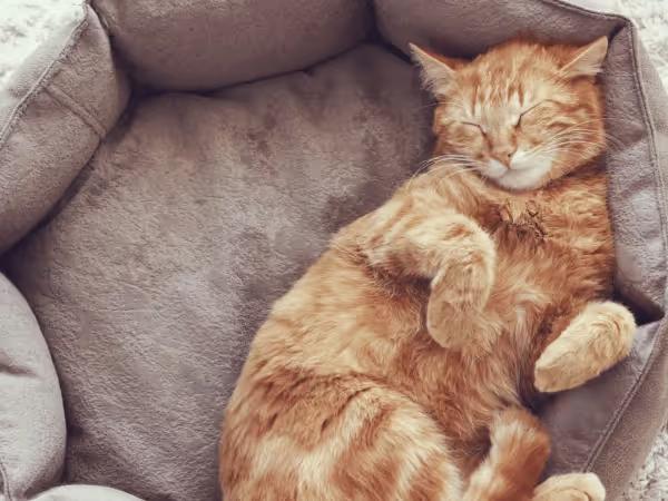 Close-up of a cat relaxing in a cat bed in one of the cat boarding facilities or cat hotels