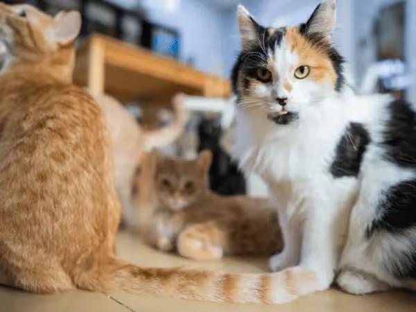 A photo of a group of cats, representing the experience of going to a cat cafe in Colorado Springs