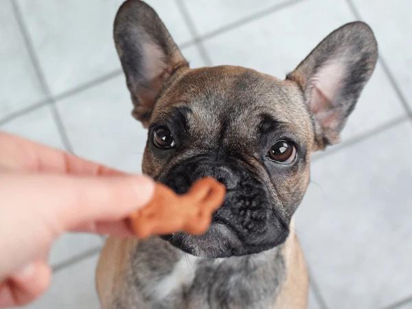 Close-up of a treat that is about to be handed to a dog as a reward for calm and respectful behavior around a baby