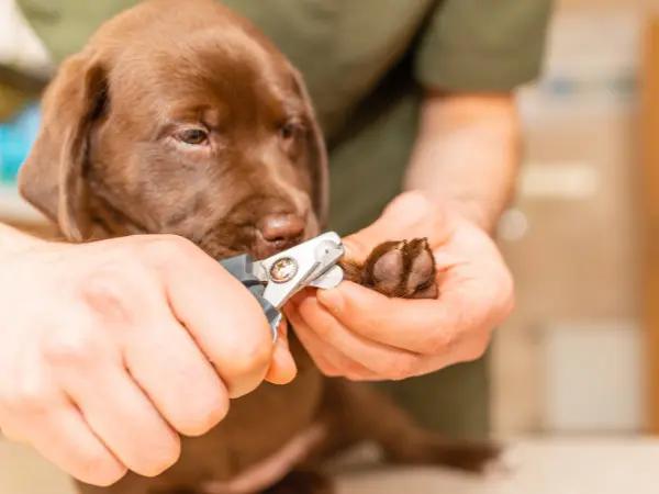 A puppy getting used to nail clipping after positive reinforcement, one of the important parts of puppy socialization