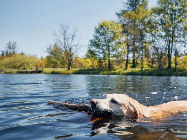 A dog swimming in a dog-friendly swimming spot, fully protected by the required dog vaccines in Denver, Colorado