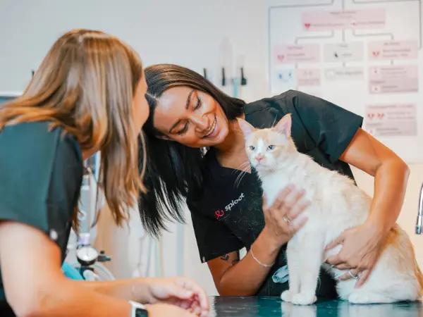 A cat brought to Sploot Veterinary Care, a vet care provider in Denver, Colorado Springs, Chicago, and Salt Lake City, to get the FeLV vaccine for cats, a protection from the feline leukemia virus