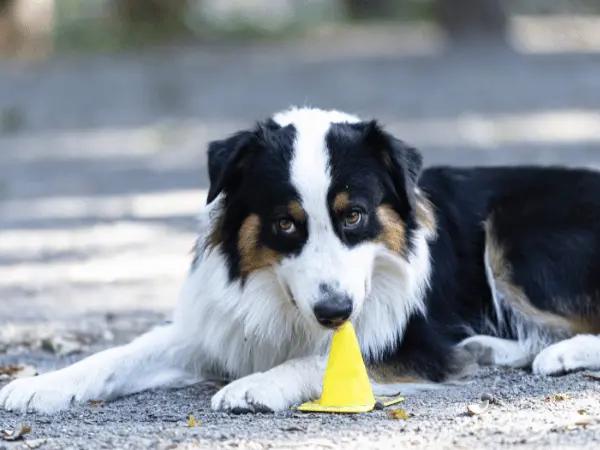 A border collie, one of the breeds that are prone to developing pancreatitis symptoms in dogs