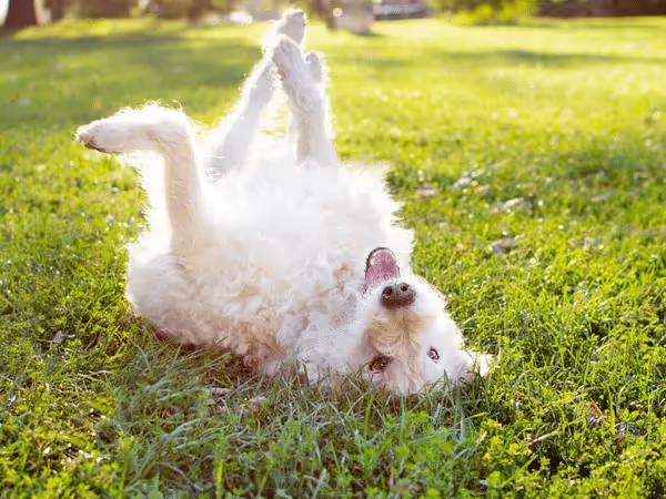 A dog playing in a yard of a dog boarding establishment in Chicago