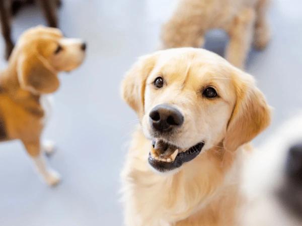A dog surrounded by other playful dogs to represent dog daycares near Roscoe Village, Chicago