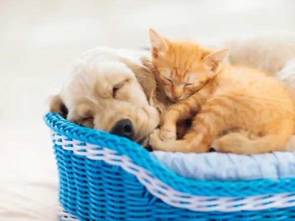 A puppy and kitten, representing how pet parents can save on puppy care and kitten care with the SplootPack™ pet care membership