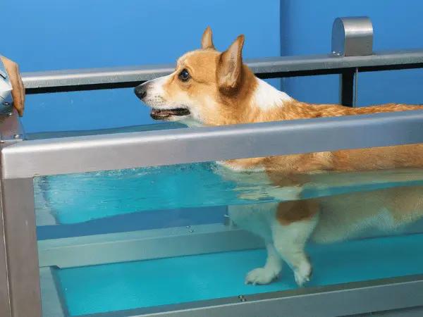 A dog undergoing water therapy for dogs and getting a gentle exercise with an underwater treadmill for dogs