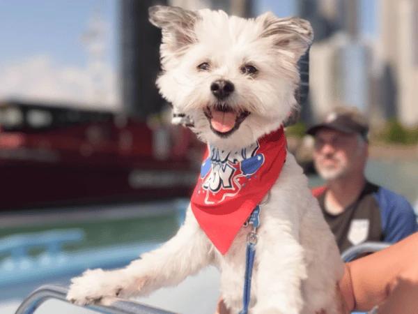 A dog enjoying the Canin Cruise by Mercury Cruises, a dog-friendly cruise and fun dog-friendly activity in Chicago to try