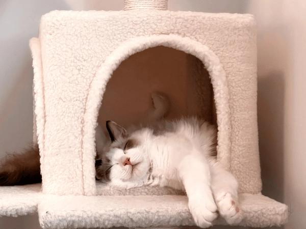 A cat that is well-behaved and kept indoors, one of the ways to prevent cat scratch fever