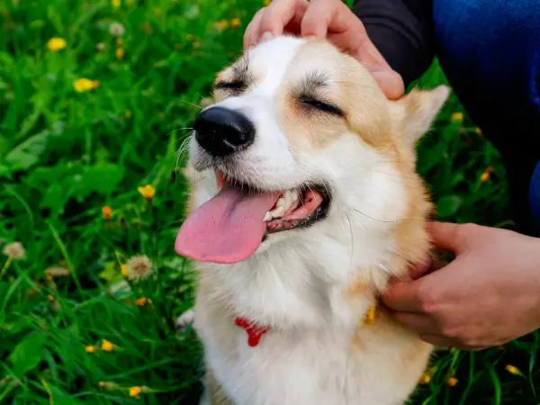 A photo of a dog with heavy breathing due to playtime or excitement during training
