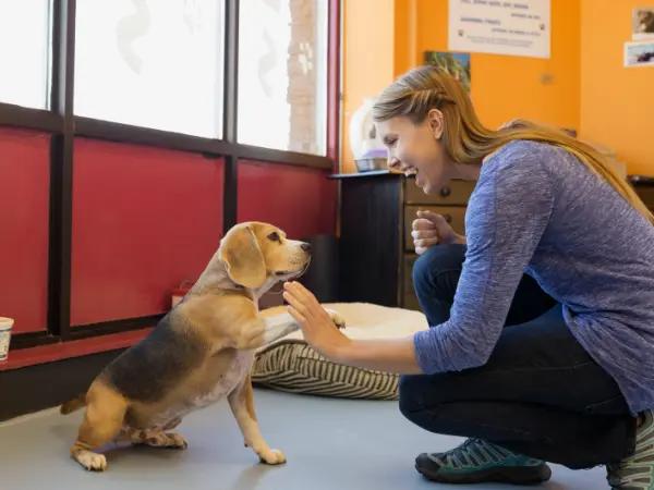 A dog spending time in a dog daycare or boarding facility, fully protected by the required dog vaccines in Denver, Colorado