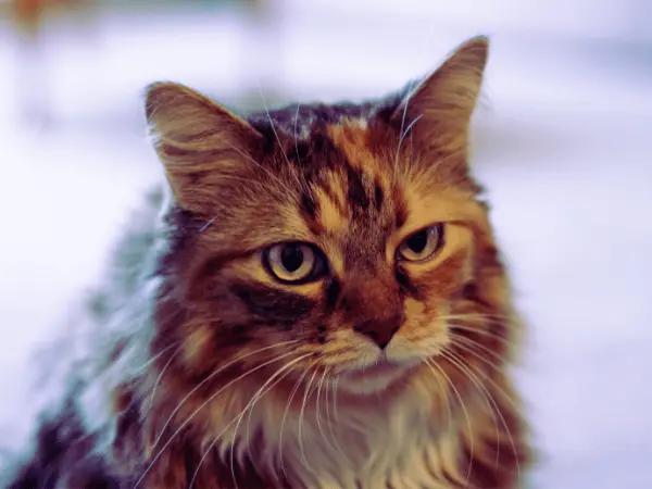 A close-up of an older cat who needs senior cat food