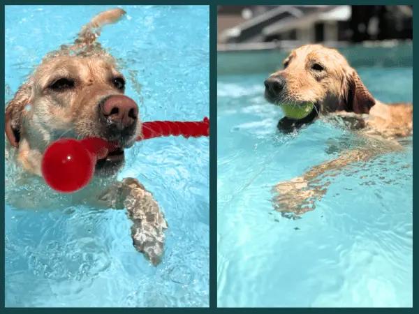 Photos of dogs swimming in Under the Sun Dog Training & Daycare, a dog pool in Colorado Springs