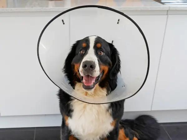 A photo of an e-collar, a possible post-operative care requirement which can add to the cost to spay or neuter a dog, along with prescribed medications and other vet recommendations
