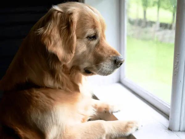 A photo of a Golden Retriever looking outside the window, representing signs of separation anxiety in dogs