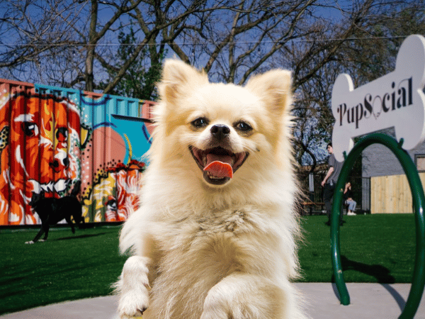 A dog having fun in PUP SOCIAL, a dog friendly space in Chicago that is as good as an indoor dog park due to its weather-friendly amenities