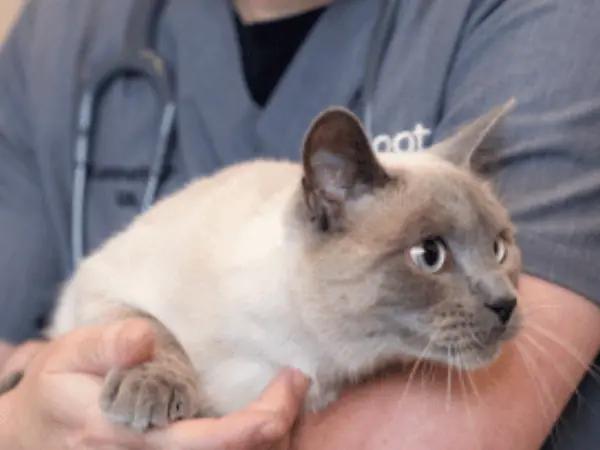 A cat getting a check-up or pet wellness exam in Sploot Veterinary Care Chicago to address possible signs of cat pain