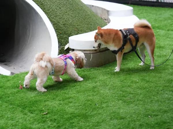 A dog playing in a dog park, a shared space for dogs where dogs can possibly contract dog ringworm from other infected dogs