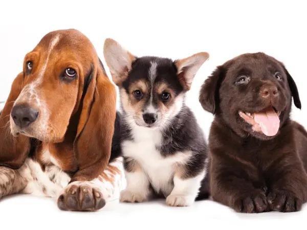 Puppies of different sizes, requiring either the best best dog food for puppies small breed or best large breed puppy food, respectively