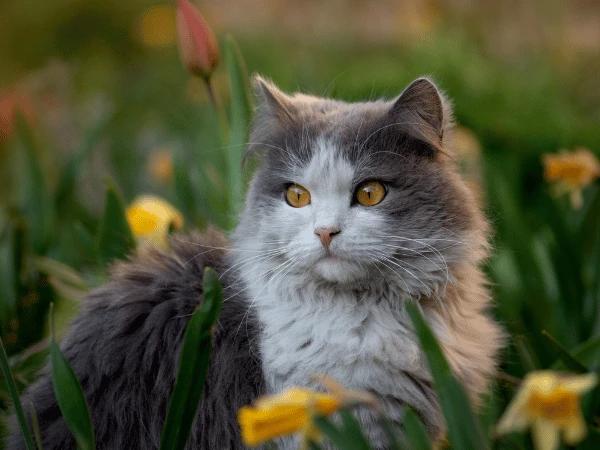 A cat in a field of flowers representing safe plants for cats