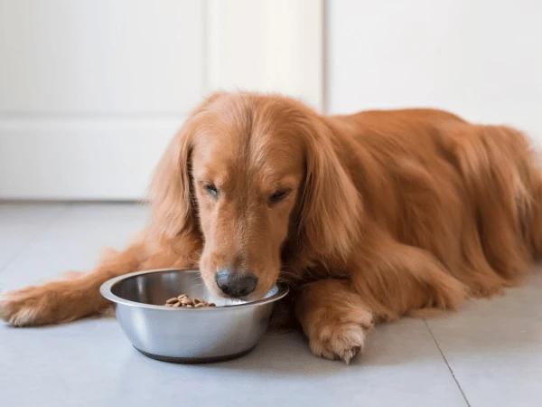 A picky eater dog that is not interested in their dog food
