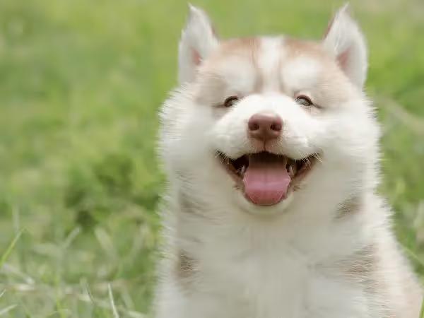 Happy and healthy new puppies running on the grass