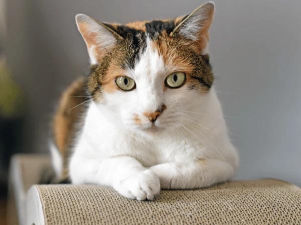 Closeup of a cat recovering after getting rabies vaccine for cats, FVRCP vaccine for cats and other needed cat vaccines