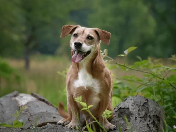 A happy old dog taking hip and joint supplements for dogs