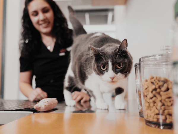 A cat brought to Sploot Vets, a vet clinic in Chicago that offers all-in-one care for cats and kittens of all ages