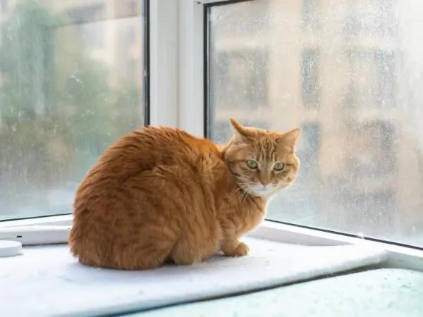 A photo of a less active cat, representing the effects of feline leukemia virus, especially in cats that aren’t protected with the FeLV vaccine in cats