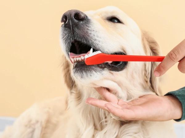 A dog getting their teeth brushed, a part of routine dental care for dogs to prevent symptoms of dental problems in dogs