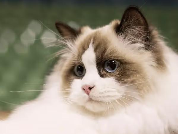 Close-up of a ragdoll cat, an example of a clingy cat breed that might make pet parents ask “Why is My Cat so Clingy”
