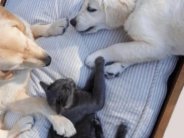 Dogs and a cat spending quality time indoors, representing safety measures to prevent bird flu in cats and dogs