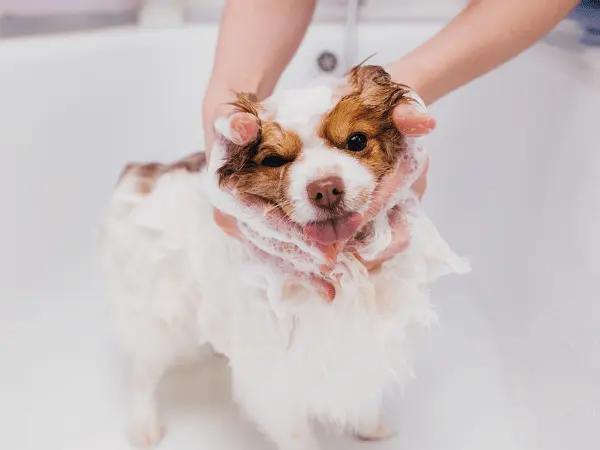 A dog enjoying a soothing bath using oatmeal shampoo for dogs, one of the ways to cure dry skin in dogs