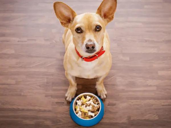 A dog looking up from their bowl full of dog food, representing the best AAFCO approved dog food recommended by their veterinarian