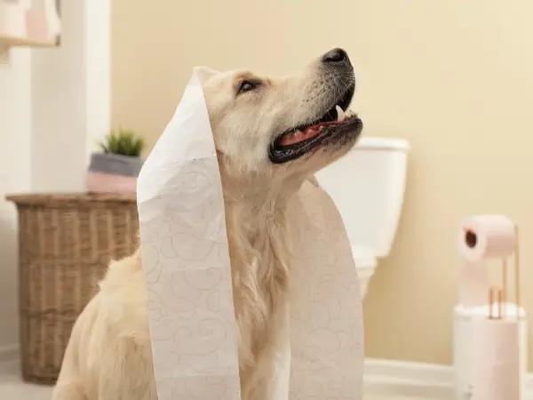A dog with toilet paper on their head, representing a case of foreign body ingestion wherein a dog ate paper towel or toilet paper