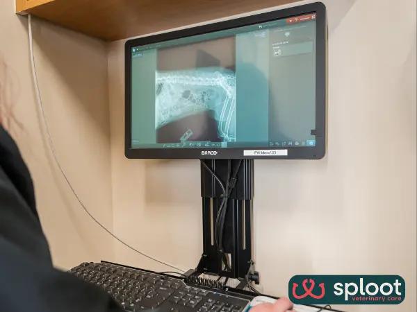 A photo of diagnostic imaging at Sploot Veterinary Care, one of the best dog vet clinics in Chicago, IL