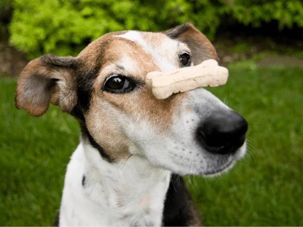 A dog with a dog treat balanced on its nose.
