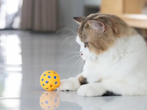 A cat happily playing with a ball, representing an abortive FeLV infection, which means that the feline leukemia virus did not take hold and the cat is in great health