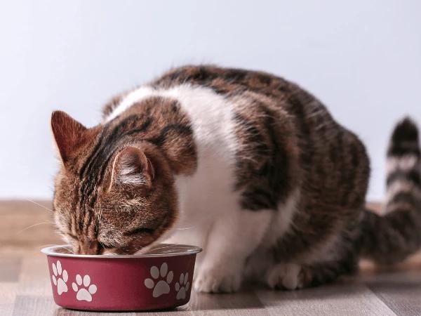 A cat eating cat Christmas dinner from a bowl with cat-friendly pureed veggies as pet food toppings