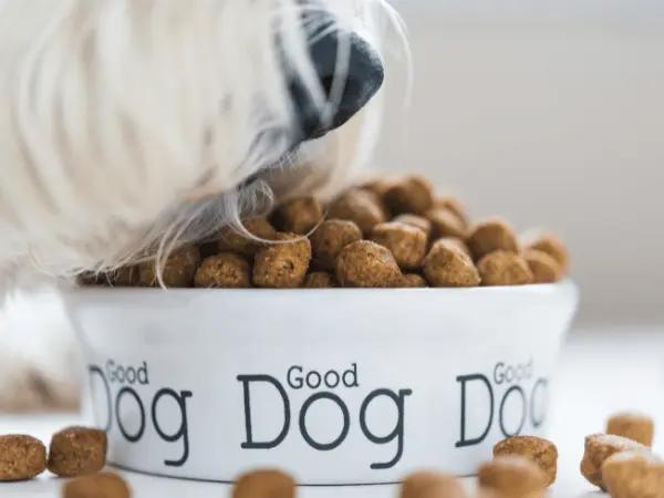 A dog sniffing new pet food as the dog transitions to the best dog food for sensitive stomachs