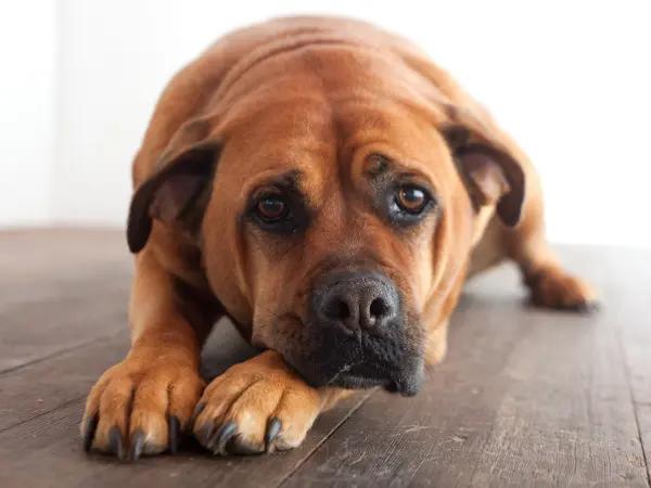 A close-up photo of a dog resting, representing reluctance to move, which can be caused by dog limping back leg or dog limping front leg