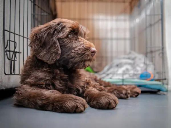 A photo of an open dog crate, allowing free exploration, an important step in crate training a puppy