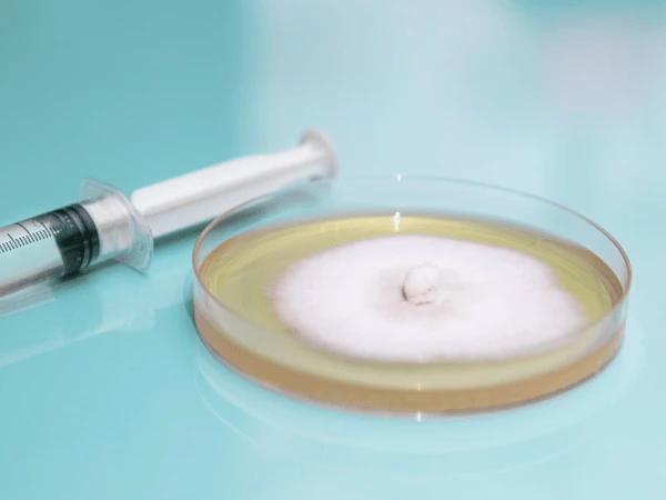 A photo of an agar plate, representing fungal culture, which is one of the ways to diagnose ringworm in dogs and ringworm in cats