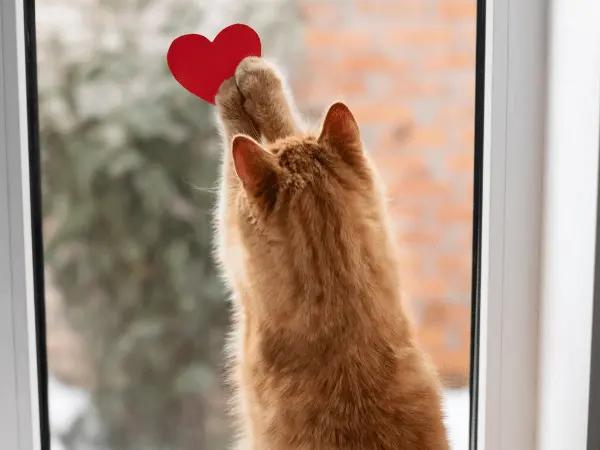 A cat looking out of a closed window, representing one of the Thanksgiving pet safety tips for preventing pet escapes