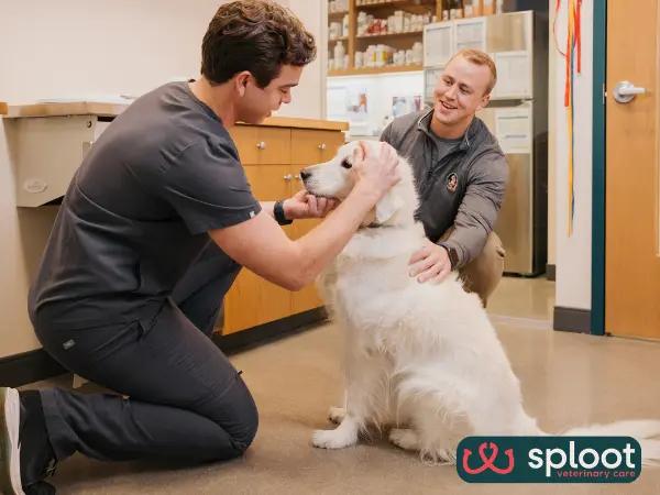 A photo of a pet parent and veterinarian discussing pet health and well-being at Sploot Veterinary Care, one of the best nearby veterinarians in Salt Lake City, Utah