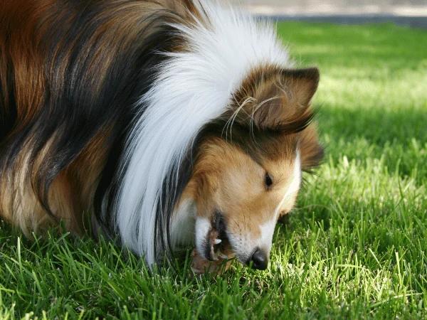 Dog eating grass which is the reason for having dog poop with grass