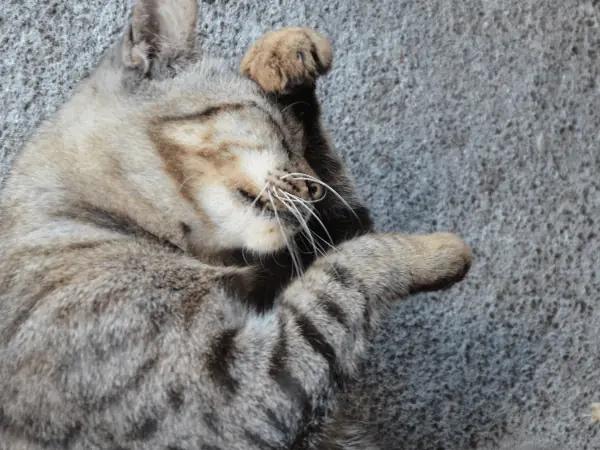 A cat with a cat itch or itchy skin which can be caused by bacterial infections on the skin of cats