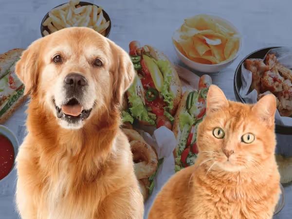 A dog and cat in front of fatty food, representing high-fat treats which can lead to pancreatitis in dogs and cats