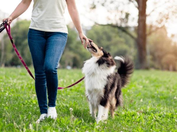 A dog parent happily walking with their fur baby after successfully adopting a dog in Chicago